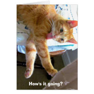 Verrückte orange Katzenkarte