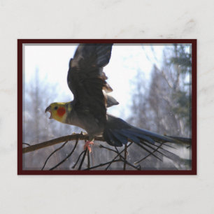 verrückte Vogel Postkarten