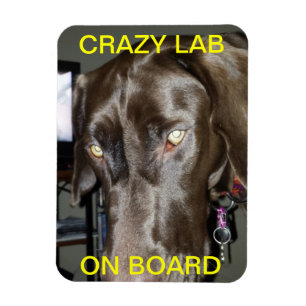 Verrückter Labrador an Bord des Magneten Magnet
