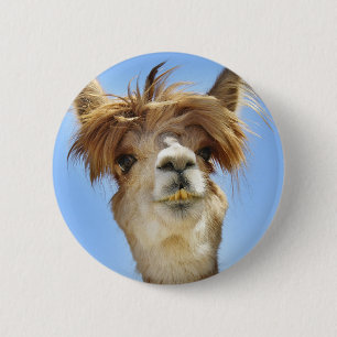 Verrücktes Haar Alpaka Button