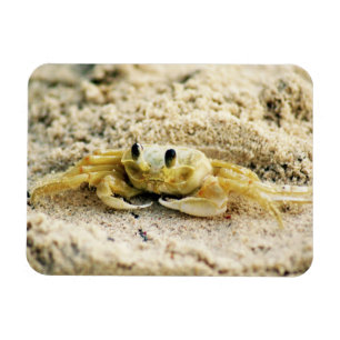 Versanden Sie Krabbe, Curaçao, karibische Inseln, Magnet