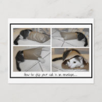 Verschicken Sie eine Katze per E-Mail an lustige n