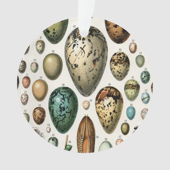 Verschiedene Arten der wissenschaftlichen Darstell Ornament (Vorderseite)