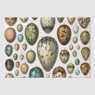 Verschiedene Arten der wissenschaftlichen Darstell Seidenpapier
