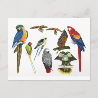 Verschiedene Arten von Papageiengeschenk für die P Postkarte