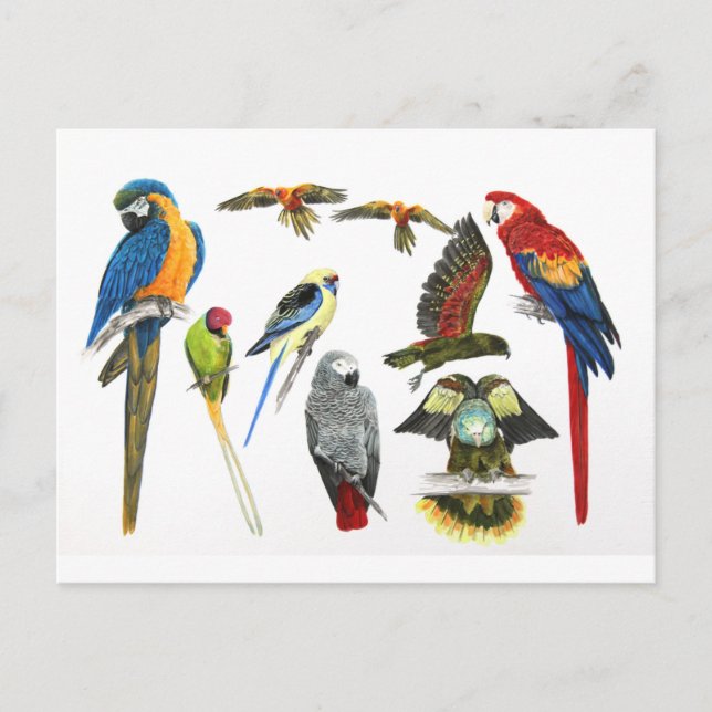 Verschiedene Arten von Papageiengeschenk für die P Postkarte (Vorderseite)