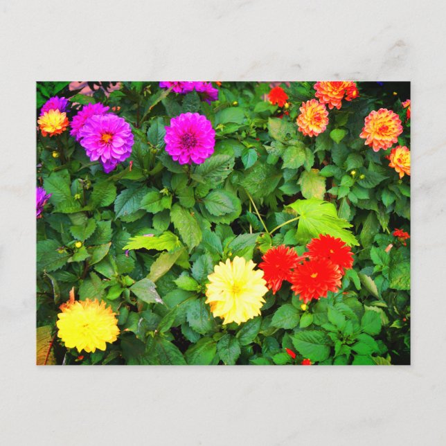 Verschiedene Dahlias #1 Postkarte (Vorderseite)