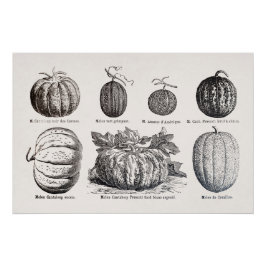 Verschiedene Melonen Poster