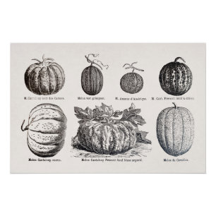 Verschiedene Melonenarten Poster