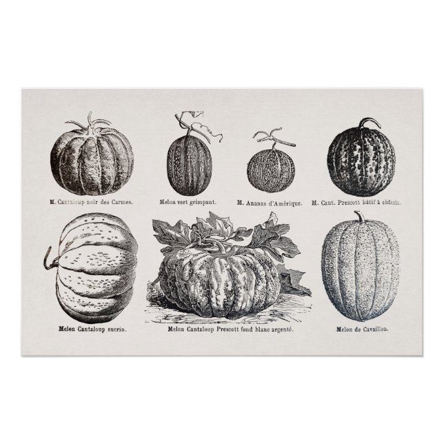 Verschiedene Melonenarten Poster (Vorderseite)