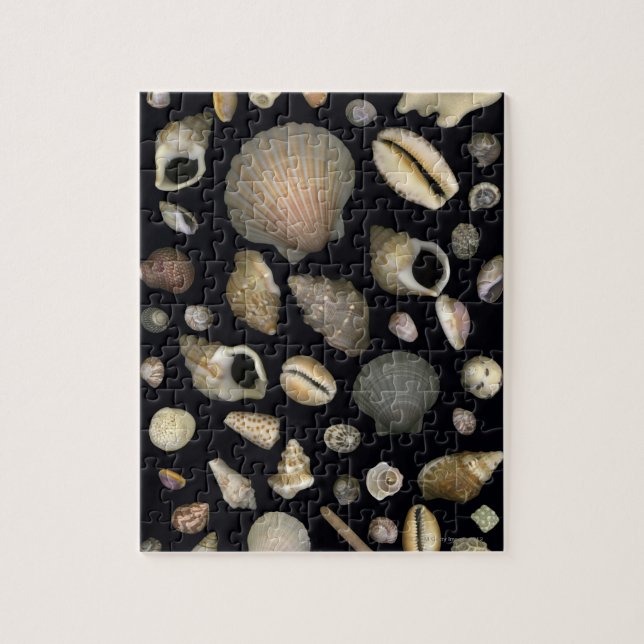 Verschiedene Muscheln (Vertikal)