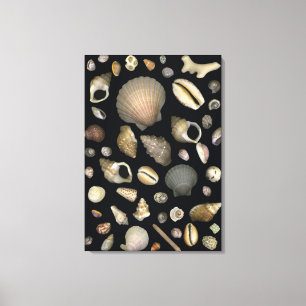 Verschiedene Muscheln Leinwanddruck