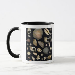 Verschiedene Muscheln Tasse