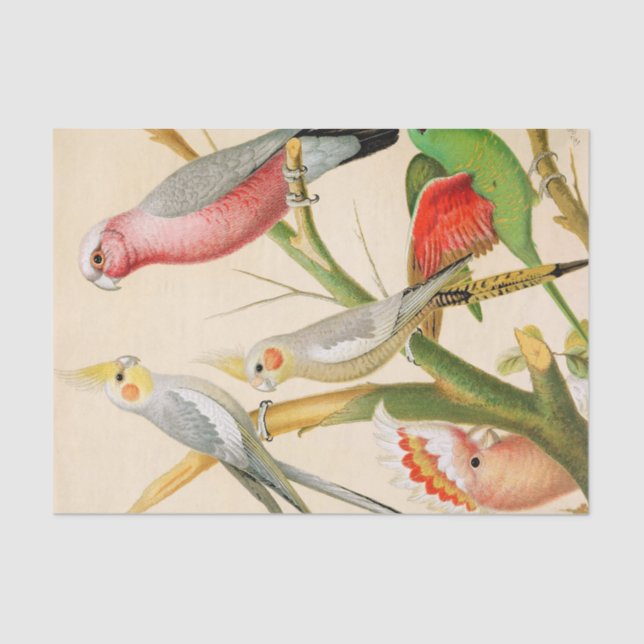 Verschiedene Parketts, dekorativ Seidenpapier (Vorderseite)