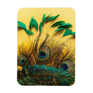 Verschiedene Pfau-Federn Magnet