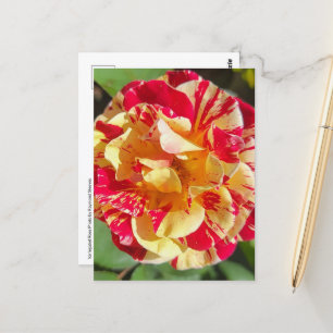 Verschiedene rote und gelbe Rose-Postkarte Postkarte