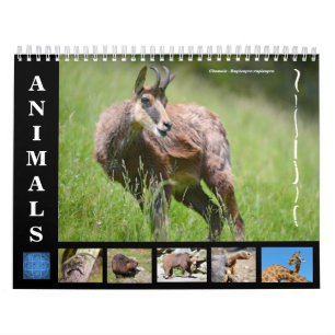 Verschiedene Tiere 12 Monate Kalender