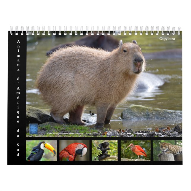 Verschiedene Tiere Südamerikas 12 Monate Kalender (Titelbild)
