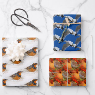 Verschiedene und Einsiedlerdrosseln und Ringschnab Geschenkpapier Set