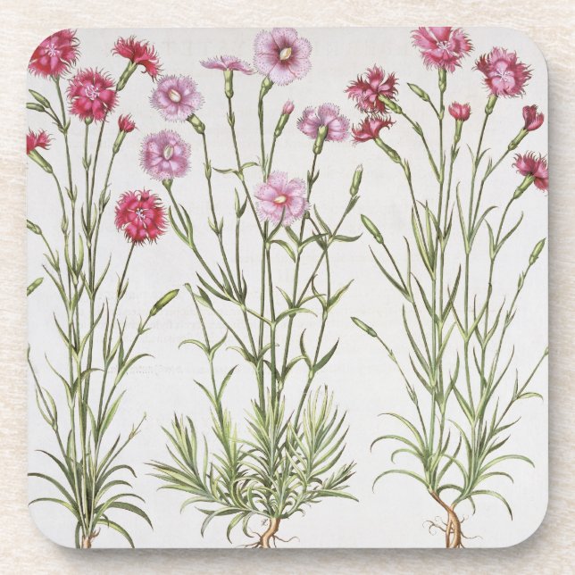 Verschiedene Vielzahl von Dianthus, vom 'Hortus Ey Getränkeuntersetzer (Vorderseite)