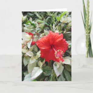 Verschiedener Hibiskus Feiertagskarte