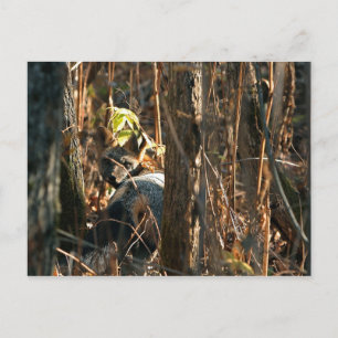 Verschwiegener Fuchs Postkarte