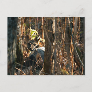 Verschwiegener Fuchs Postkarte