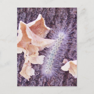 verschwommene Raupe und Pilze Postkarte