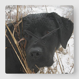 Verspätete Saisonjagd - Schwarzes Labor - Labrador Quadratische Wanduhr