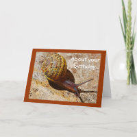 Verspäteter Geburtstag des snail mail