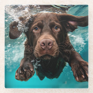 Verspielter Chocolate-Labrador schwimmt unter Wass Glasuntersetzer
