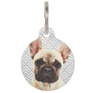 Verspielter Französischer Bulldogge Haustiermarke