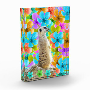 Verspielter Garten: Meerkat Amid Tribfarbene Blüte Fotoblock