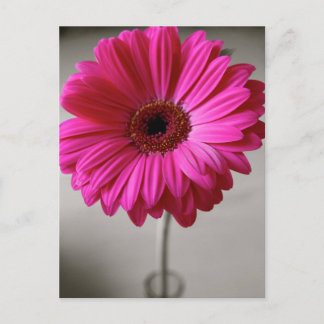 Versprechen Gerbera Postkarte