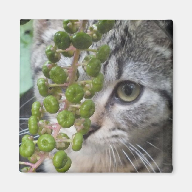 Verstecken von Kitten Magnet (Vorne)