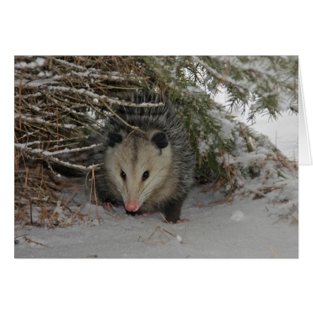 Verstecken von Possum (Vorderseite (Horizontal))