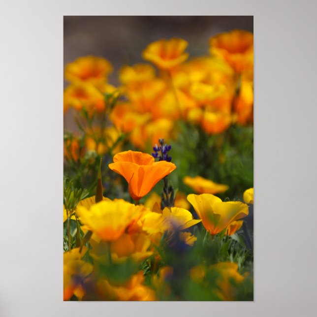 versteckter Mohn Poster (Vorne)