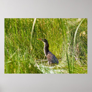 "Versteckter Reiher" (Landschaft) Poster