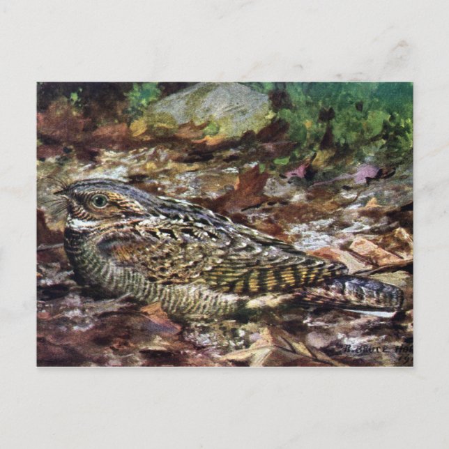 Versteckter Whippoorwill Postkarte (Vorderseite)