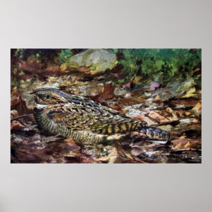 Verstecktes Whippoorwill Poster