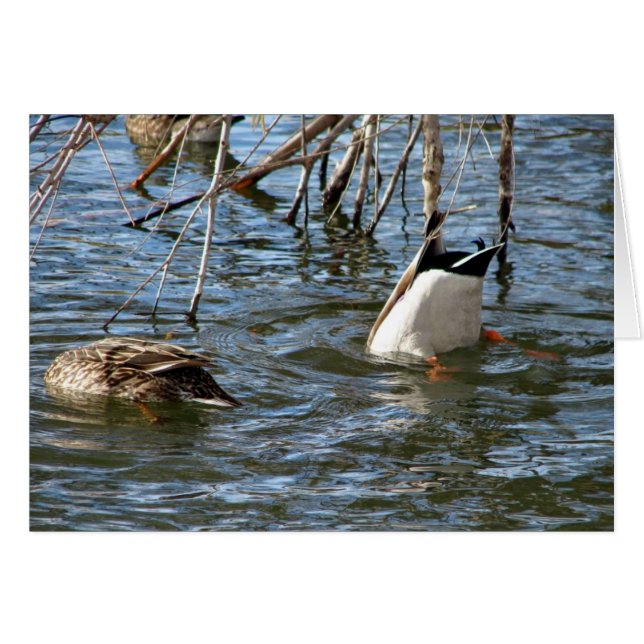 Verstopfung (Vorderseite (Horizontal))