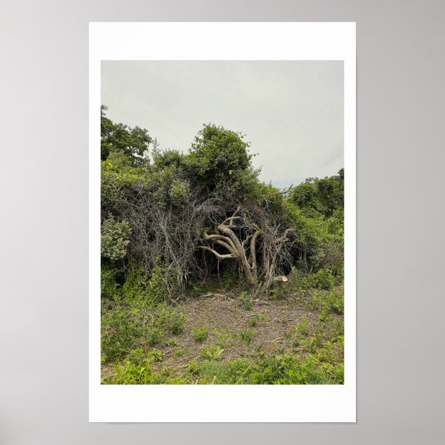 Verstümmeltes Baum-Foto-Poster Poster (Vorne)