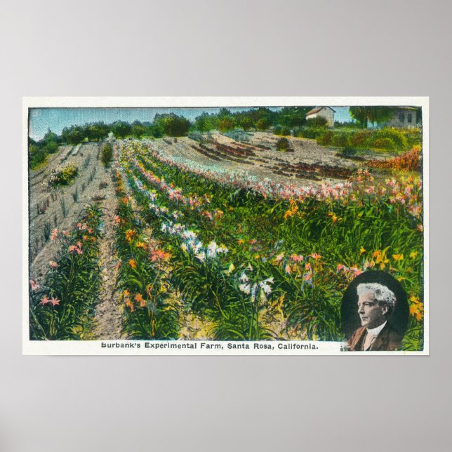 Versuchsfarm Burbanks Poster (Vorne)