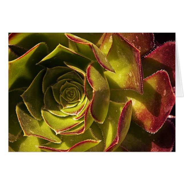 Vert (Devant horizontal)