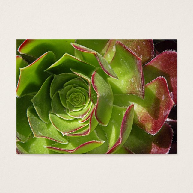 Vert (Devant)