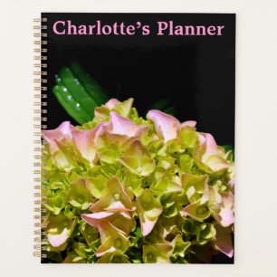 Vert jaune rose Hydrangea rose fleur jaune rose