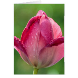 Vertikale Aufnahme einer rosa Tulpe mit Tau