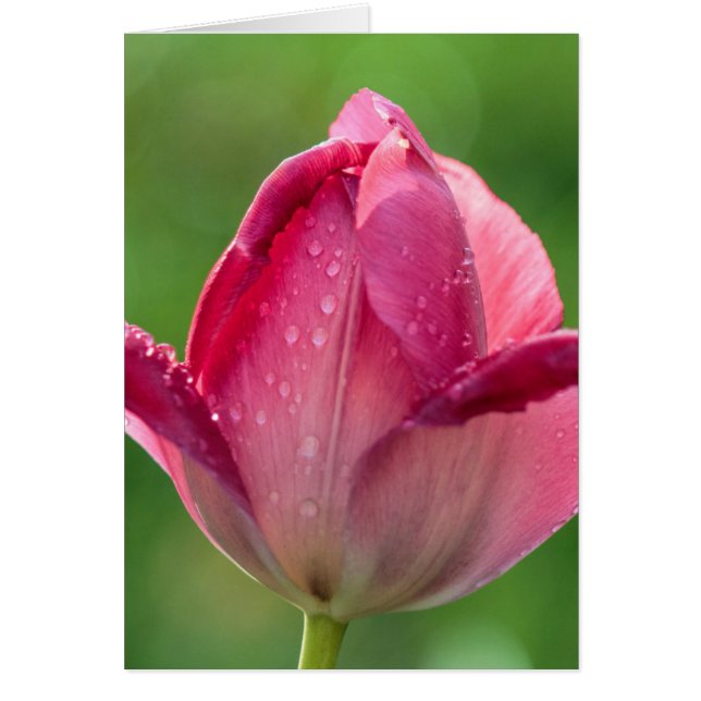 Vertikale Aufnahme einer rosa Tulpe mit Tau (Vorne)