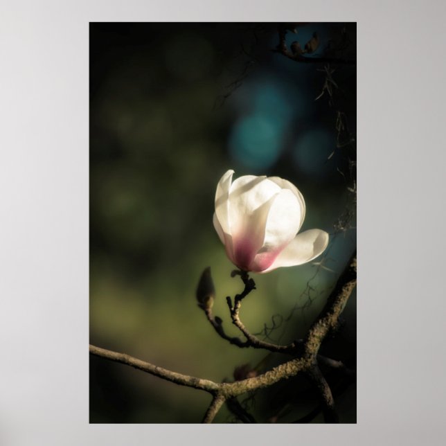 Vertikales Budding Magnolia Poster (Vorne)