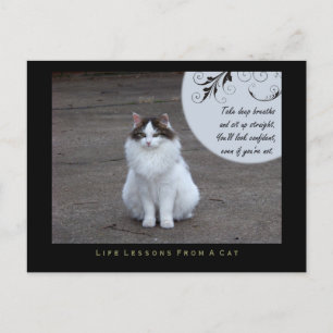 Vertrauliche Lebensstunden von einer Katzen-Postka Postkarte